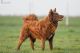 Bariguard Papaya "Patrik", MET.Mu.2732/R/21