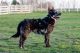 Bariguard Extreme Oregano 'Gizmo', MET.Mu.3442/23 Bariguard Extreme Oregano 'Gizmo', MET.Mu.3442/23