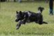 Bariguard Tasmanian Tracy 'Veszelka'