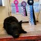 Bariguard Thousand Kisses 'Bear'