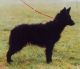 Berény-Gyöngye Kennel fotóalbuma