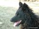 Birkabosszantó Kennel fotóalbuma