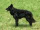 Canis Hungaricus Adu Ász, Z Reg/MUD/12/05 Canis Hungaricus Adu Ász, Z Reg/MUD/12/05