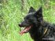 Canis Hungaricus Kennel fotóalbuma