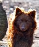 Csehül-Csaholó Kennel fotóalbuma