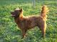 Csodabogár Énekes 'Rigó', MET.Mu.2759/04