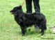 Füles-Kincse Kennel fotóalbuma
