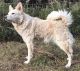 Flyaway Becses, DN43363801 Flyaway Becses, DN43363801