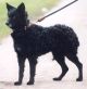 Gencsi-Csibész Kennel fotóalbuma