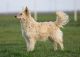Bariguard Ellie 'Giri', MET.Mu.1623/R/19 Bariguard Ellie 'Giri', MET.Mu.1623/R/19