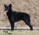 Köves-bérci Betyár Kennel fotóalbuma