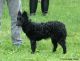 Kunsági Pásztor Kennel fotóalbuma