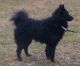 MV's Bamse, S 19868/03 MV's Bamse, S 19868/03
