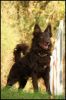 Jerry, MET.Mu.6363/R/11 Jerry, MET.Mu.6363/R/11