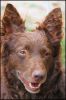 Jerry, MET.Mu.6363/R/11 Jerry, MET.Mu.6363/R/11