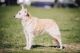 Mudiriver Moondancer Cruz, DN 31968902 (AKC) Mudiriver Moondancer Cruz, DN 31968902 (AKC)
