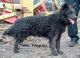 Nagykunsági Pásztorok-Csillaga Kennel fotóalbuma