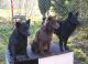 Pásztor-Virtus Kennel Pásztor-Virtus Kennel