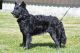 Sigerdriva's Snipp Snapp Snute 'Vilma', NO56221/17 Sigerdriva's Snipp Snapp Snute 'Vilma', NO56221/17