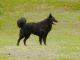 Kennel Takkutukan fotó albuma
