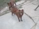 Tisza, MET.Mu.83R14 Tisza, MET.Mu.83R14