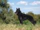 Angyali-Álom Kennel fotóalbuma