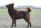 Bariguard BigMac 'Junior', MET.Mu.2167/R/20 Bariguard BigMac 'Junior', MET.Mu.2167/R/20