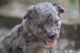 Kecskeri Gyöngye Cika
