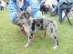 Hungaria Octávia Kennel fotóalbuma