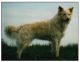 Kámáncspuszta Kennel fotóalbuma