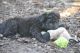 McPotter's Creek's Kerchak, MET.Mu.498/15 McPotter's Creek's Kerchak, MET.Mu.498/15