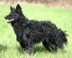 vom Schloss Feengrund Calimudi "Woody"